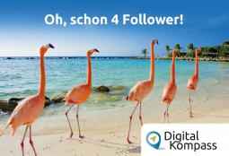 Fünf Flamingos hintereinander: "Oh, schon 4 Follower!"