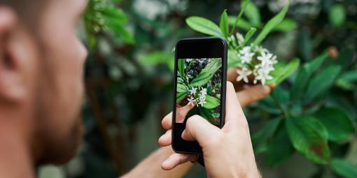 Mann fotografiert Pflanze